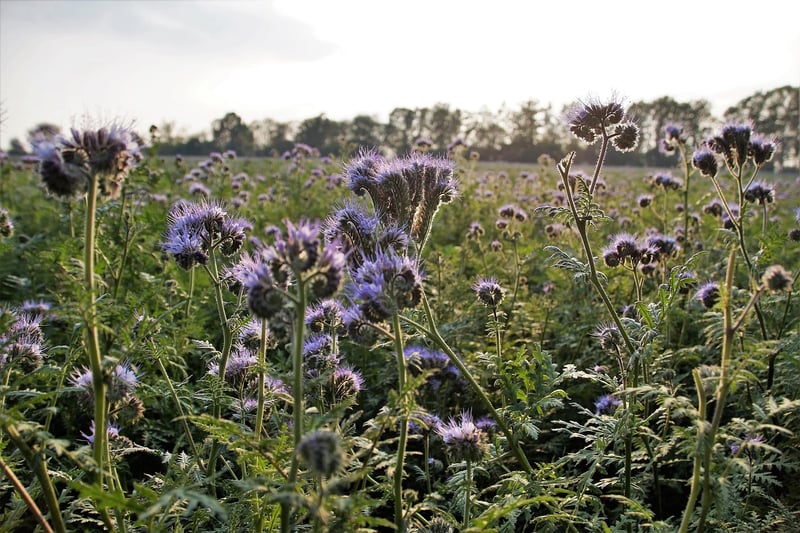 Organic Fertilizers