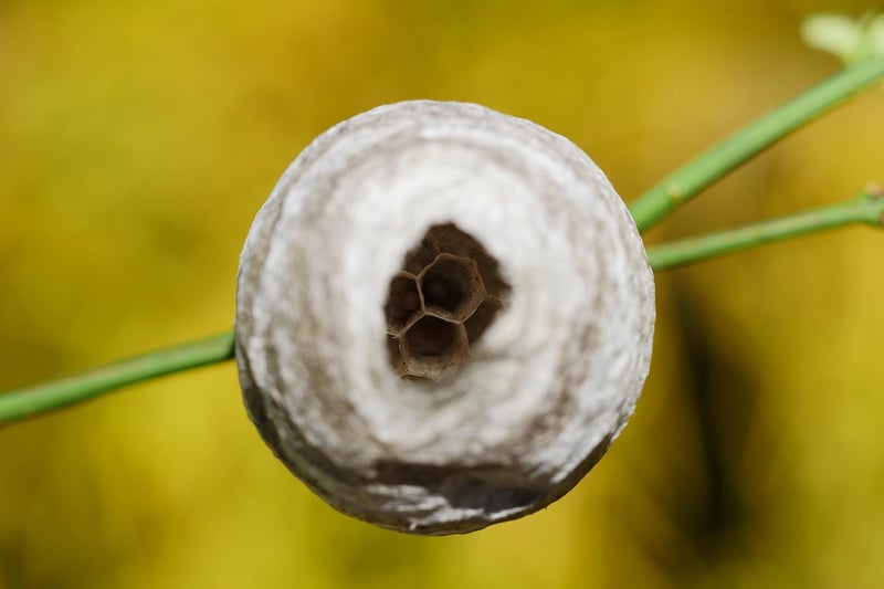 Repelling Pests