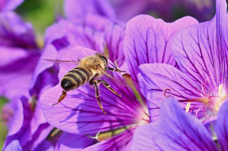 Bee