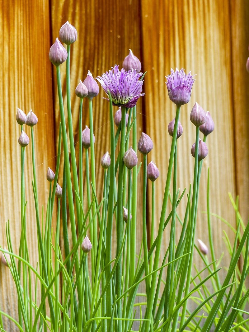 Chives Plant