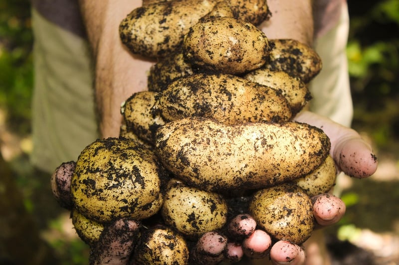 Harvested Produce